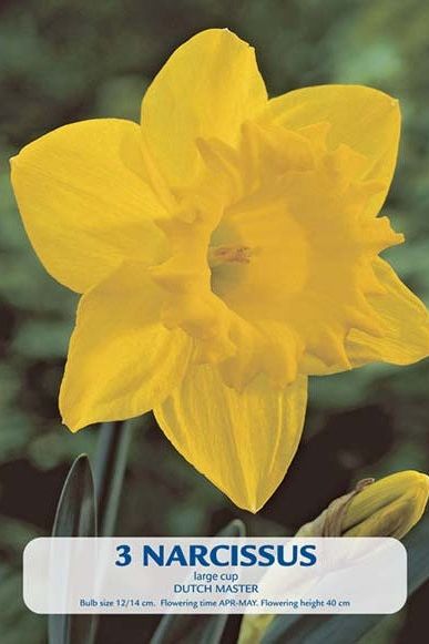 Narciss Dutch Master 3-pakning